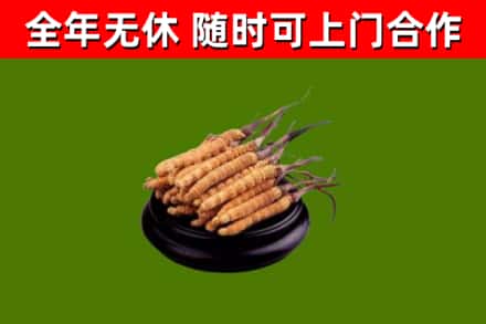 鹿寨回收散虫草