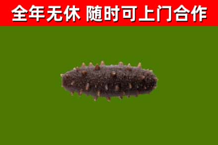 鹿寨回收海参干